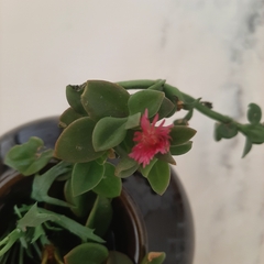 Mesembryanthemum cordifolium