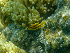 Neoglyphidodon nigroris