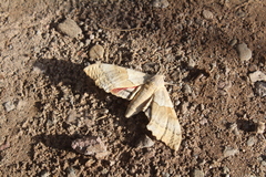 Pachysphinx occidentalis