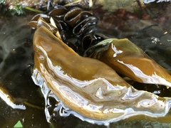 Undaria pinnatifida