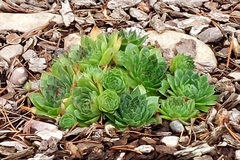 Sempervivum globiferum