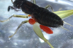 Parasitengona