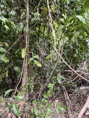 Trichonephila clavipes