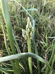 Trachyandra divaricata