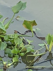Nerodia fasciata confluens