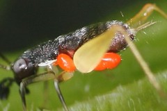 Parasitengona