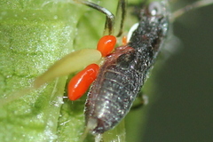 Parasitengona