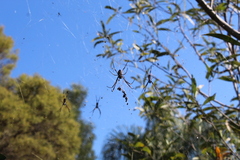 Trichonephila plumipes