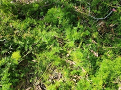 Asparagus aethiopicus