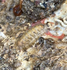 Ischnochiton cariosus