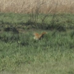 Cynictis penicillata