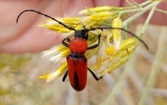 Crossidius coralinus