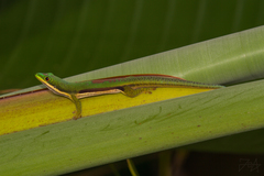 Phelsuma lineata