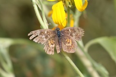 Phyciodes picta
