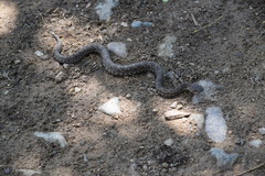 Crotalus basiliscus
