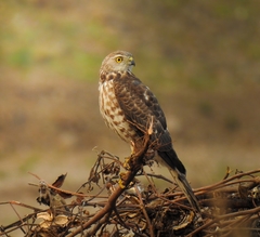 Accipiter badius