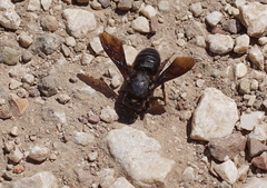 Megachile parietina