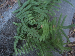 Pteris vittata