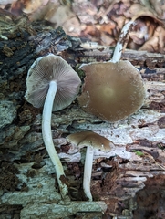 Psathyrella longipes