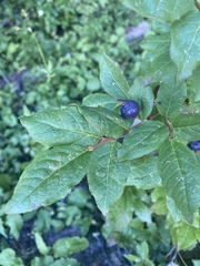 Vaccinium membranaceum