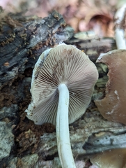 Psathyrella longipes