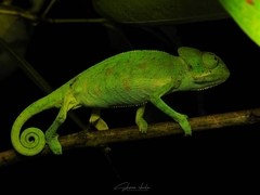 Chamaeleo zeylanicus