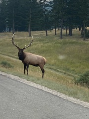 Cervus canadensis canadensis