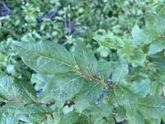 Vaccinium membranaceum