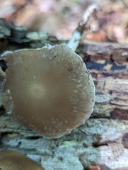 Psathyrella longipes