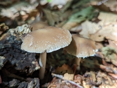 Psathyrella longipes