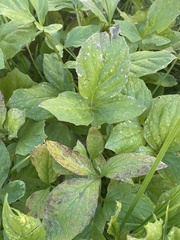 Valeriana sitchensis