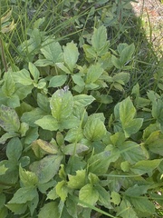 Valeriana sitchensis