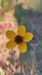 Bidens triplinervia