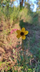Bidens triplinervia