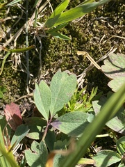 Sibbaldia procumbens