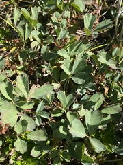 Sibbaldia procumbens