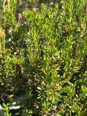 Phyllodoce empetriformis