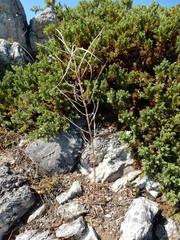 Boechera divaricarpa