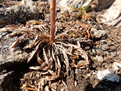 Boechera divaricarpa