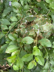 Oecophylla smaragdina