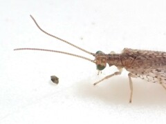 Micromus tasmaniae