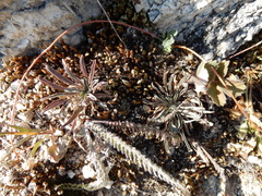 Boechera divaricarpa