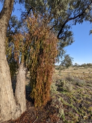 Amyema miquelii
