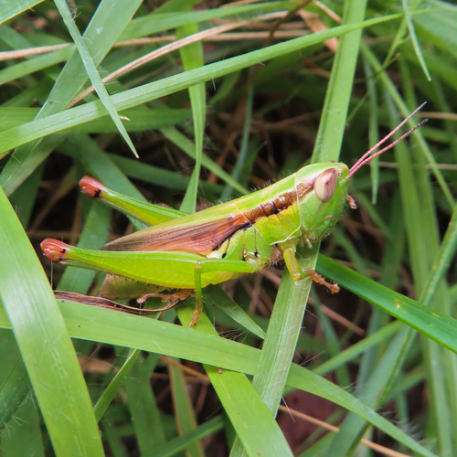 Oxya yezoensis photo 4