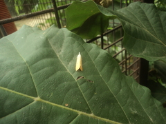 Scirpophaga incertulas