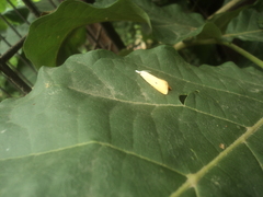 Scirpophaga incertulas