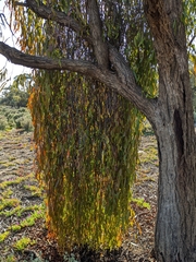 Amyema miquelii