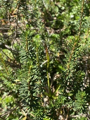 Phyllodoce empetriformis