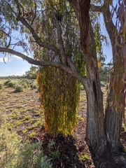 Amyema miquelii