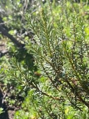 Phyllodoce empetriformis